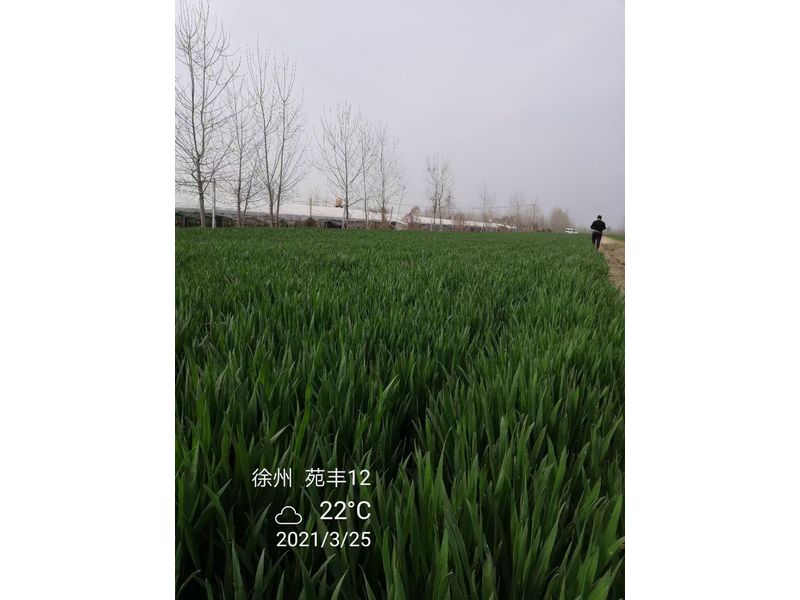 苑豐12，徐州試驗大田