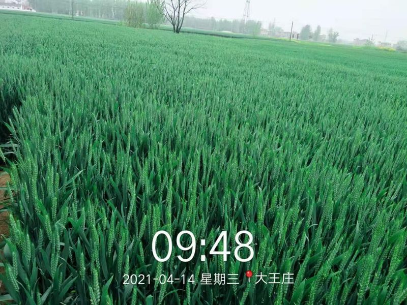 安徽臨泉，苑豐12，大田表現(xiàn)