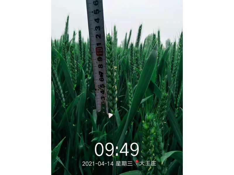 安徽臨泉，苑豐12，大田表現(xiàn)