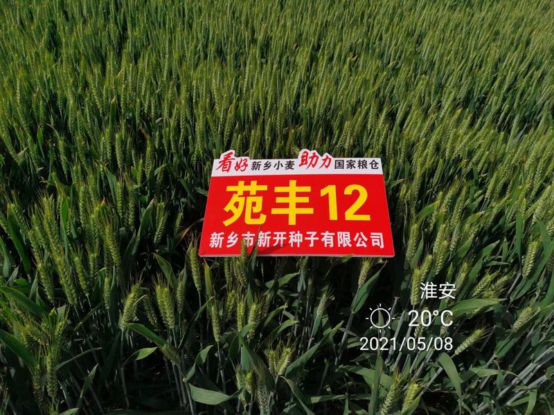 苑豐12，淮安市大田表現(xiàn)
